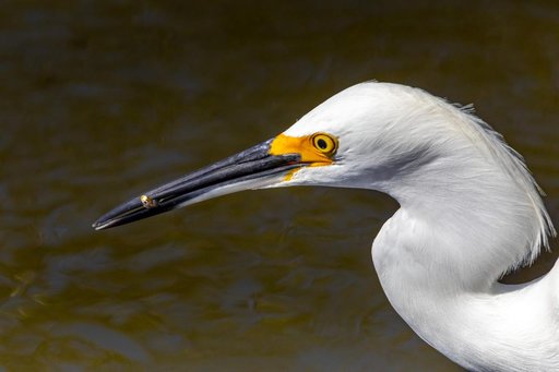 Creative Photography - Wildlife - Birds