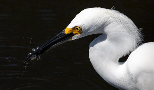 Creative Photography - Wildlife - Birds