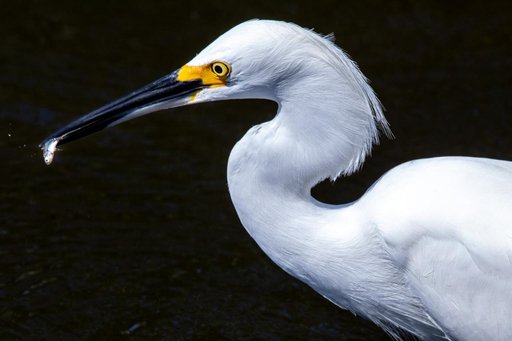 Creative Photography - Wildlife - Birds