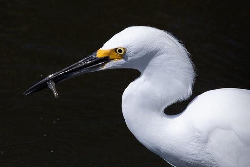 Creative Photography - Wildlife - Birds