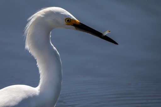 Creative Photography - Wildlife - Birds