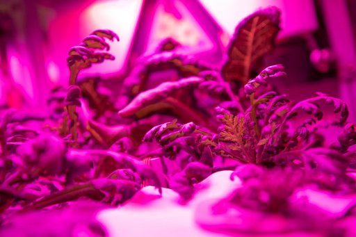 Science Verification Test Harvest