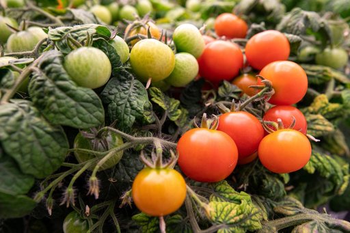 Radiation Tomatoes