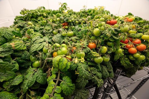 Radiation Tomatoes