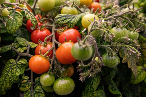 Radiation Tomatoes