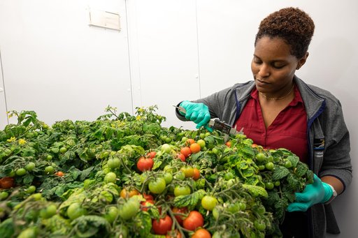 Radiation Tomatoes
