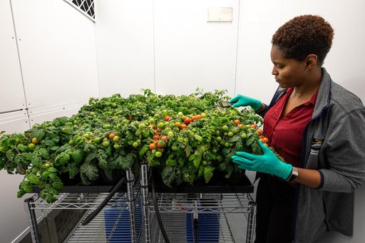 Radiation Tomatoes