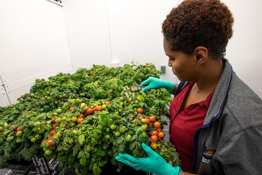 Radiation Tomatoes