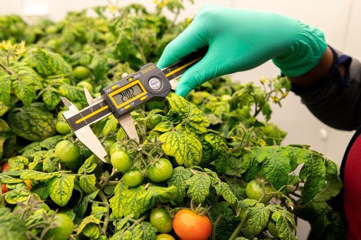 Radiation Tomatoes