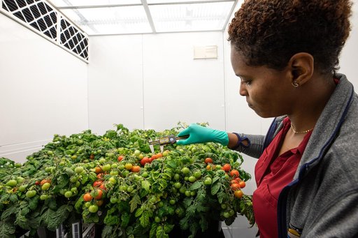Radiation Tomatoes