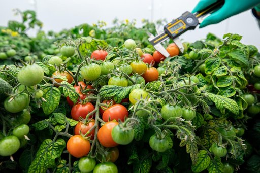Radiation Tomatoes