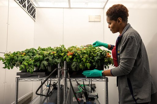 Radiation Tomatoes