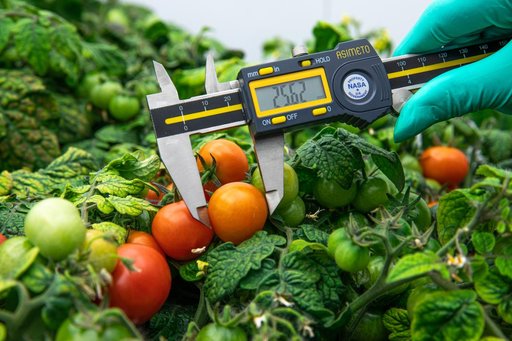 Radiation Tomatoes