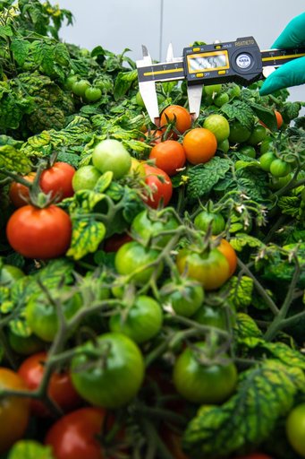 Radiation Tomatoes