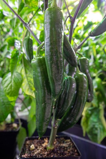 Hatch Chile Pepper Assessment and Harvest