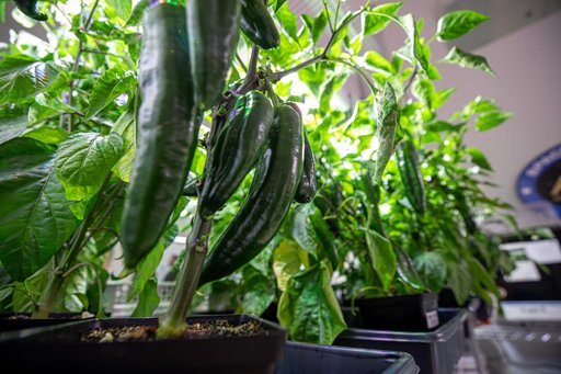 Hatch Chile Pepper Assessment and Harvest