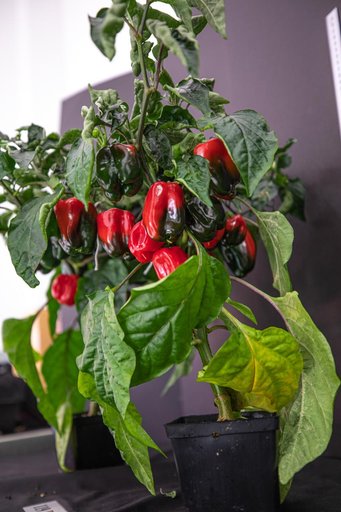 Hatch Chile Pepper Assessment and Harvest