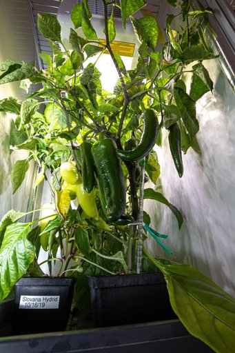Hatch Chile Pepper Assessment and Harvest