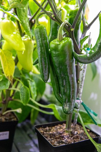 Hatch Chile Pepper Assessment and Harvest