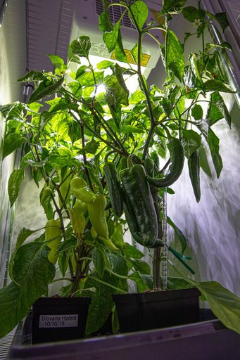 Hatch Chile Pepper Assessment and Harvest