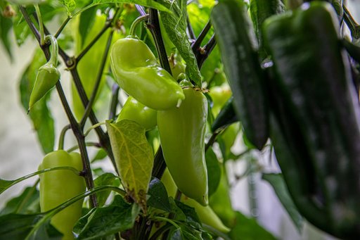 Hatch Chile Pepper Assessment and Harvest