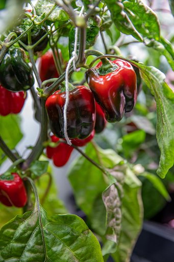 Hatch Chile Pepper Assessment and Harvest