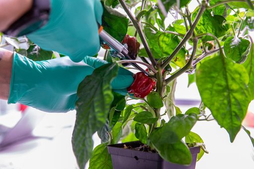 Hatch Chile Pepper Assessment and Harvest