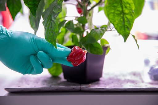 Hatch Chile Pepper Assessment and Harvest