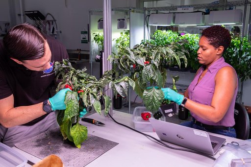 Hatch Chile Pepper Assessment and Harvest