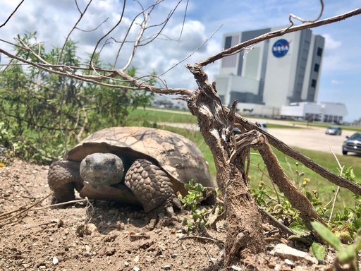 Tortoise at KSC Press Site