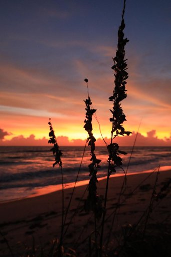 Creative Photography - Nature/Wildlife