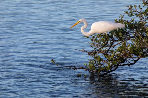 Creative Photography - Nature/Wildlife