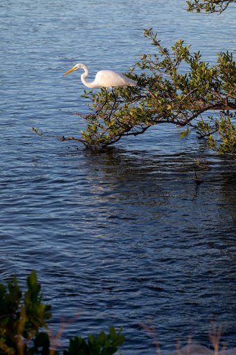 Creative Photography - Nature/Wildlife