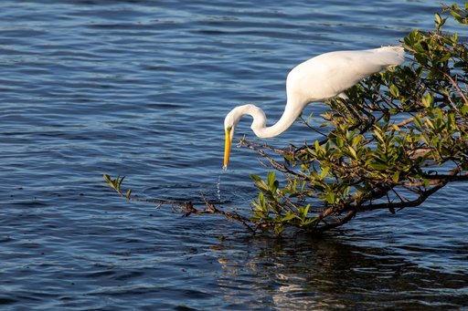 Creative Photography - Nature/Wildlife