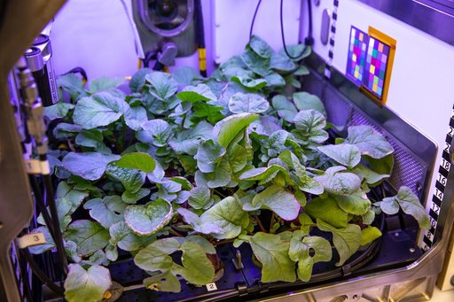 PH-02: Radish Ground Harvest