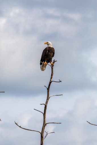 Creative Photography - Bald Eagle