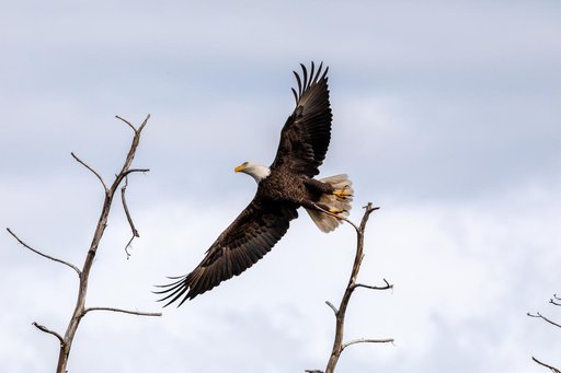 Creative Photography - Bald Eagle