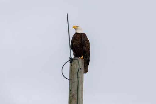 Creative Photography - Bald Eagle
