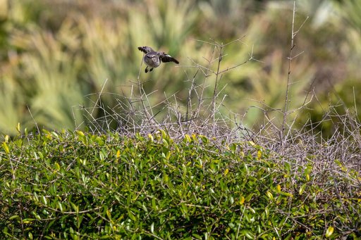 Creative Photography - Scrub Jay