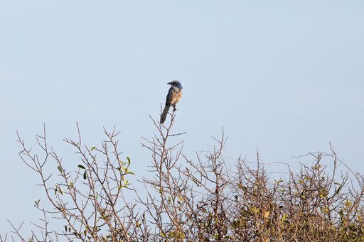 Creative Photography, Wildlife - Scrub Jay