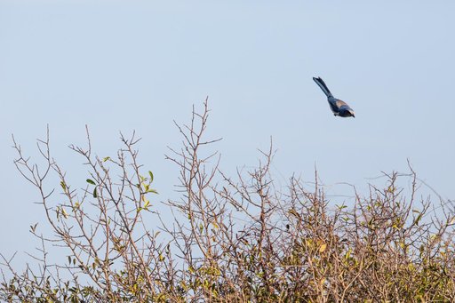Creative Photography, Wildlife - Scrub Jay