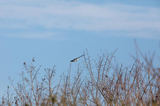 Creative Photography, Wildlife - Scrub Jay