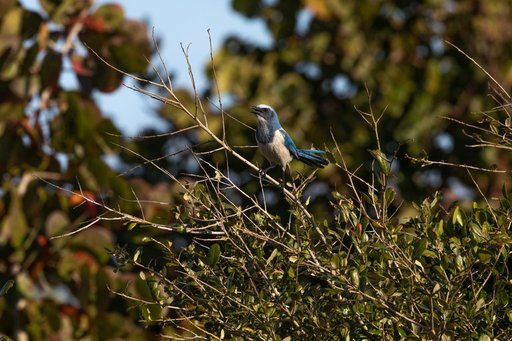 Creative Photography, Wildlife - Scrub Jay