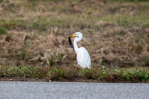 Creative Photography, Wildlife - Egret