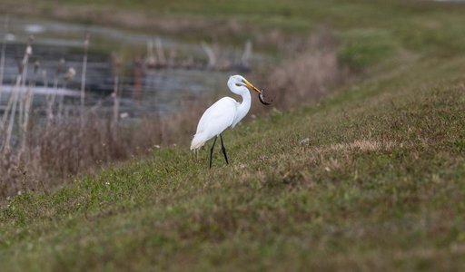 Creative Photography, Wildlife - Egret
