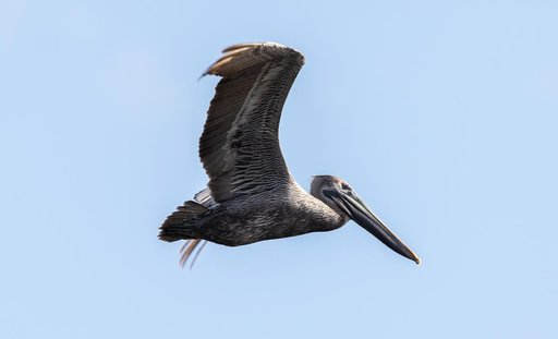 Creative Photography, Wildlife - Birds