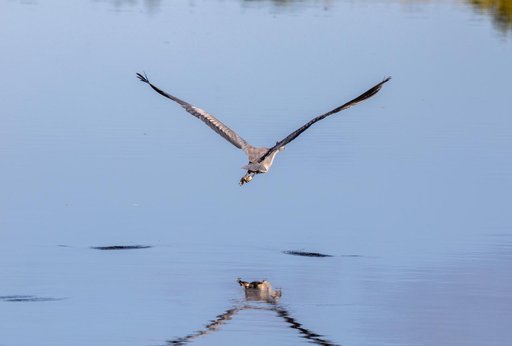 Creative Photography, Wildlife - Birds