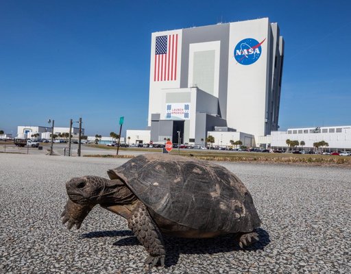 Wildlife at KSC