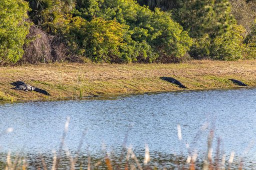 Wildlife at KSC
