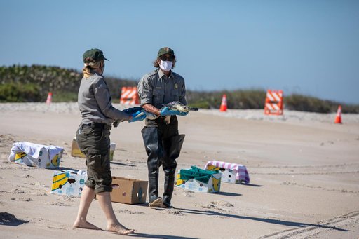 Rescued Sea Turtles Released at Playalinda Beach, Florida